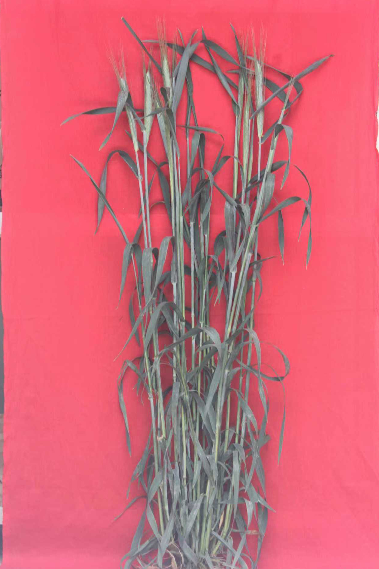 Triticale